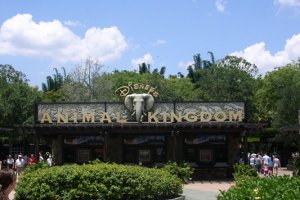 Animal Kingdom, Disney World 