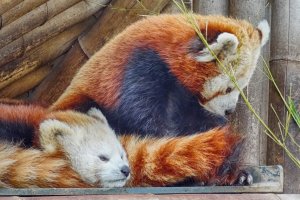 Enclos des Pandas roux