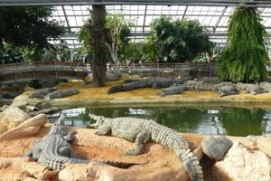 Krokodillefarmen - La Ferme aux Crocodiles