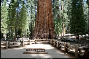 Sequoia og Kings Canyon National Parks, Californien
